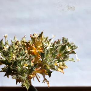Langloisia schottii