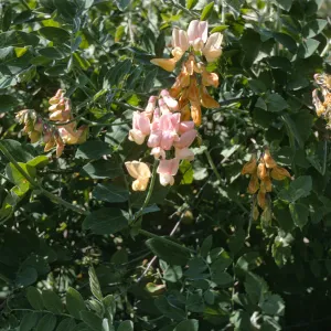 Lathyrus vestitus ssp puberulus