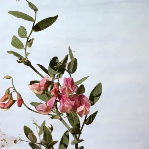 Lathyrus vestitus