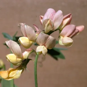 Lathyrus vestitus ssp puberulus