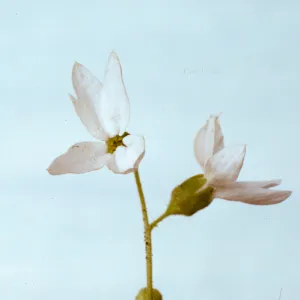Lithophragma