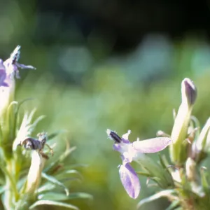 Lobelia dunnii var. serrata