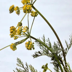 Lomatium utriculatum