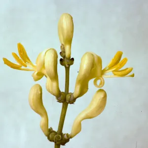 Lonicera subspicata var. johnstonii