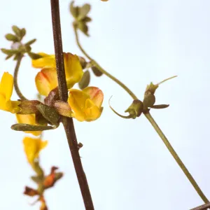 Lotus junceus