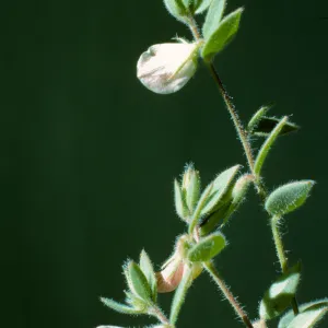 Lotus purshianus
