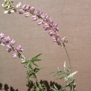 Lupinus longifolius