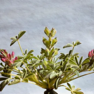 Lupinus ruber