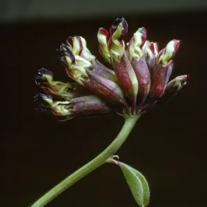 Lotus crassifolius