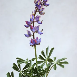 Lupinus succulentus