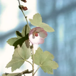 Malacothamnus fasciculatus var. nuttallii