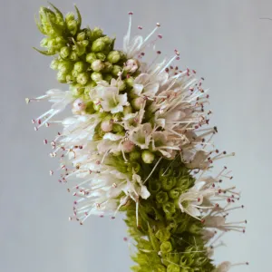 Mentha spicata