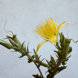 Mentzelia laevicaulis