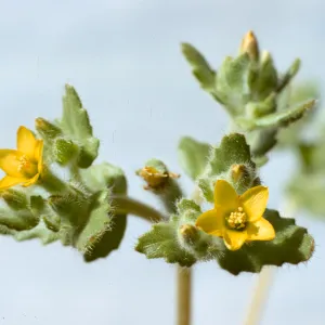 Mentzelia micrantha