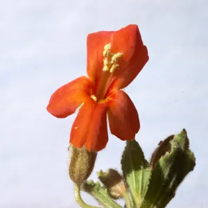 Mimulus cardinalis