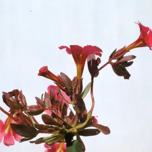 Mimulus fremontii