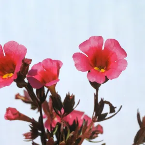 Mimulus fremontii