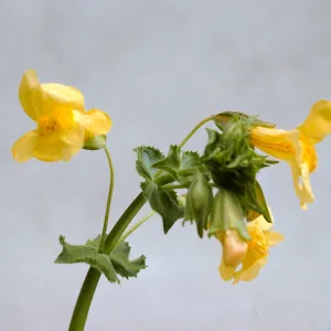 Mimulus guttatus