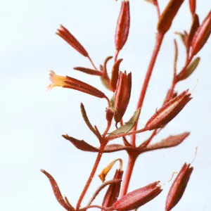 Mimulus rubellus