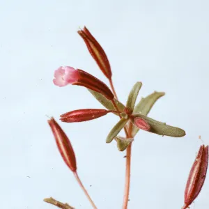 Mimulus rubellus