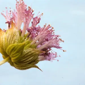 Monardella breweri