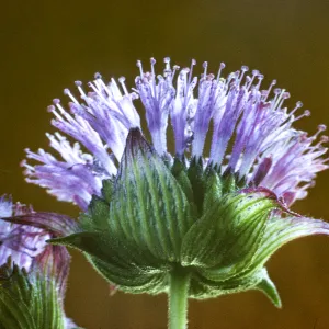 Monardella breweri
