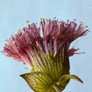 Monardella lanceolata