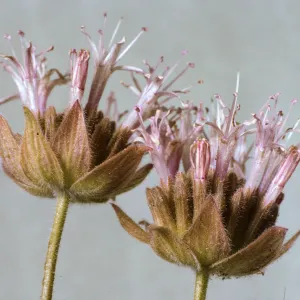 Monardella linoides ssp. stricta