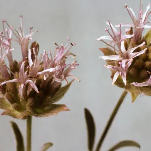 Monardella linoides ssp. oblonga ?, Monardella linoides ssp. stricta