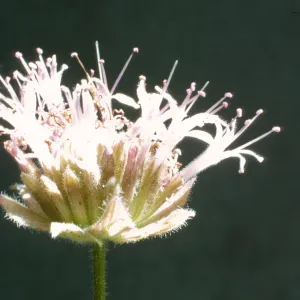 Monardella linoides ssp. oblonga