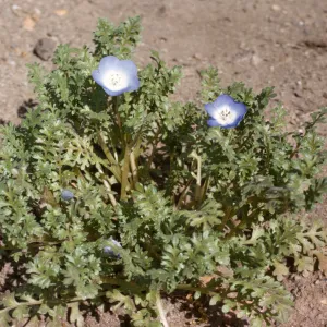 Nemophila menziesii