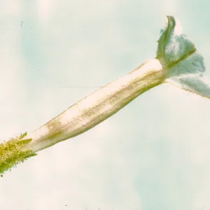 Nicotiana attenuata