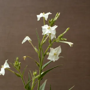 Nicotiana bigelovii