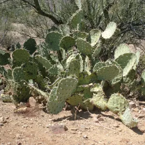 Opuntia engelmannii, Tucson Mountain Park, Pima County, Arizona