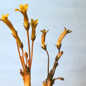 Orobanche fasciculata var. franciscana