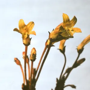 Orobanche fasciculata var. franciscana