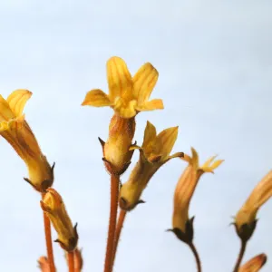 Orobanche fasciculata var. franciscana