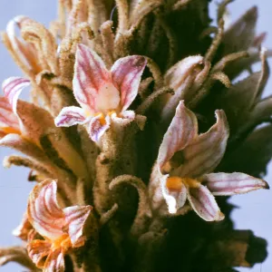 Orobanche californica ssp. grayana