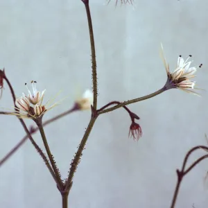 Oxytheca parishii