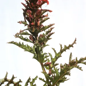Pedicularis densiflora