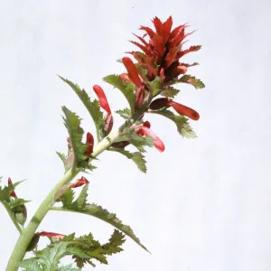 Pedicularis densiflora