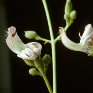 Penstemon breviflorus
