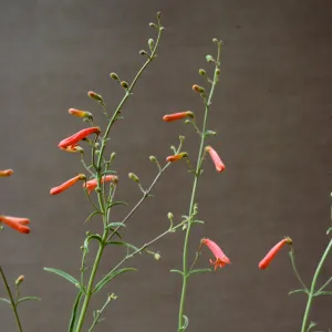Penstemon bridgesii