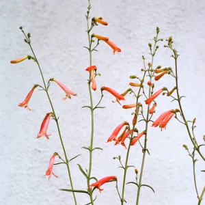 Penstemon bridgesii