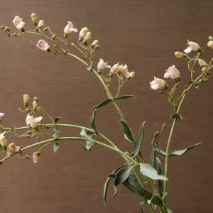 Penstemon grinnellii