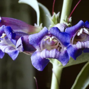 Penstemon speciosus