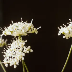 Perideridia pringlei
