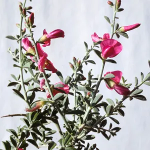 Pickeringia montana
