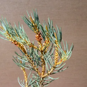 Pinus monophylla
