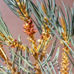 Pinus monophylla